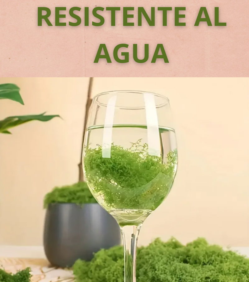 🎄🎉MUSGO LUJOSO EN TENDENCIA 2025🎅✨ PESEBRES Y DECORACIONES🎁🎇
